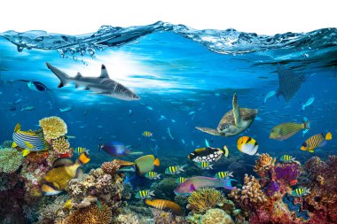 sualtı cenneti arka plan mercan kayalığı yaban hayatı doğa kolaj üzerinde beyaz arka plan önünde izole dalga ile köpekbalığı manta ray deniz kaplumbağası renkli balık ile