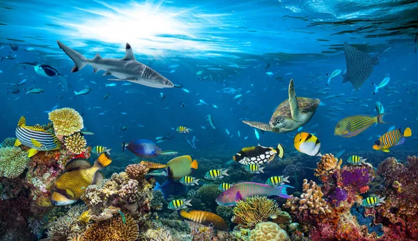 Underwater Paradise Background Coral Reef Wildlife Nature Collage Shark Manta — Stock Photo, Image