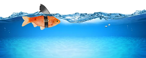 Золотая рыбка с фальшивым плавником акулы креативной бизнес-идеи инноваций с — стоковое фото
