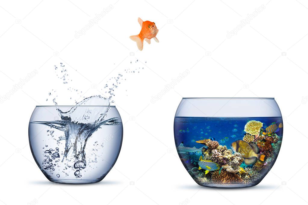 goldfish jump out of bowl into coral reef paradise fish change c