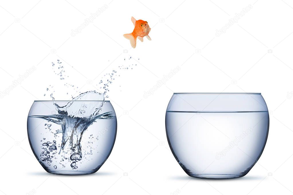 gold fish change move career opportunity rise concept jump into 