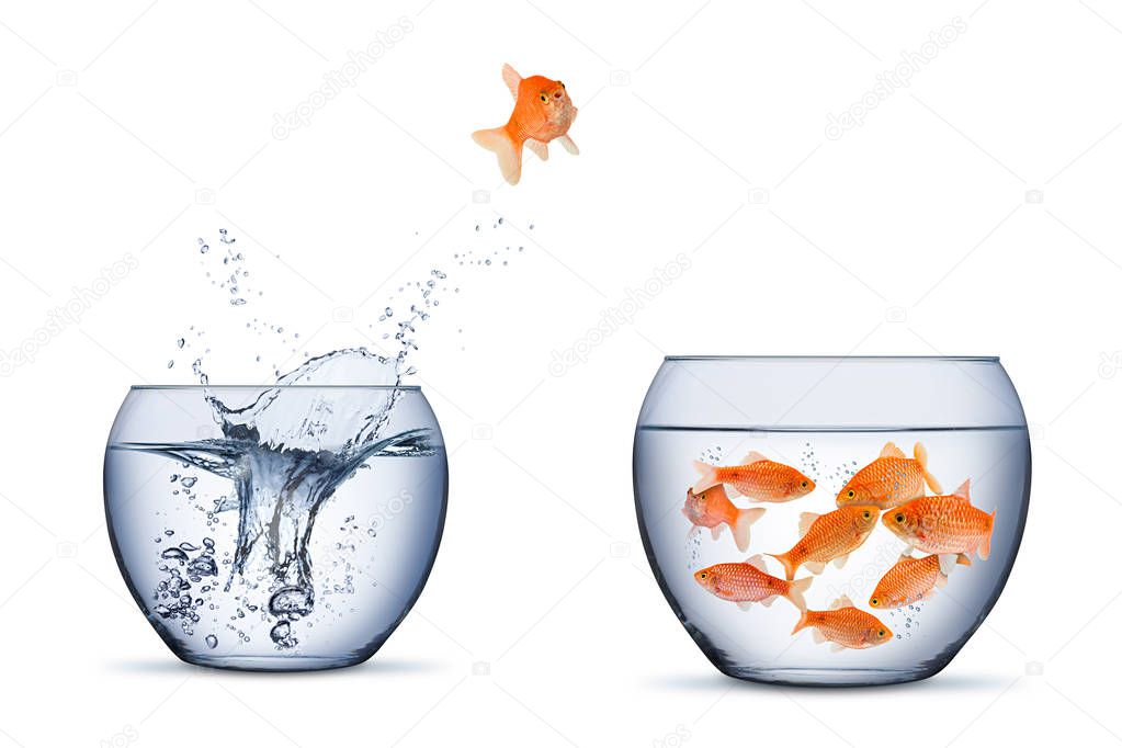 gold fish change move retrun separartion family teamwork concept