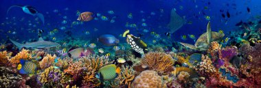 underwater coral reef landscape wide 3to1 panorama background  i clipart