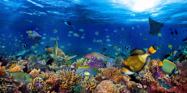 Underwater coral reef landscape wide 2to1 panorama background  i — Stock Photo, Image