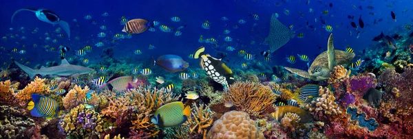 Underwater coral reef landscape wide 3to1 panorama background  i — Stock Photo, Image