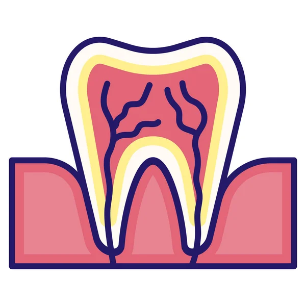 Anatomie Linecolor-tands — Stockvector