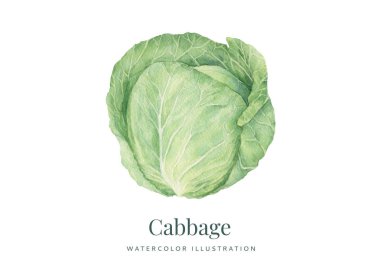 Handdrawn suluboya Lahana