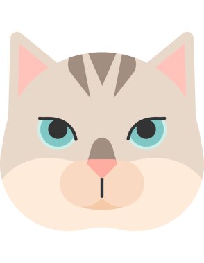 Beyaz arka planda sevimli bir kedi.