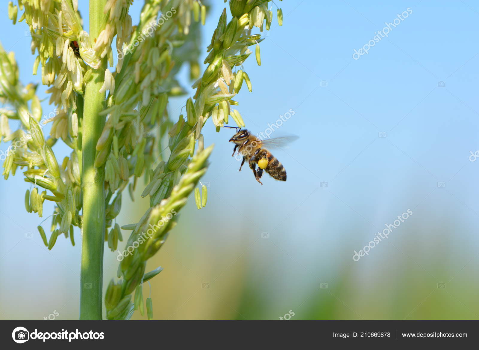 Bee Collects Pollen Corn — Stock Photo © martsyn 210669878