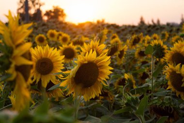 Ayçiçeği tarlası. Günbatımı