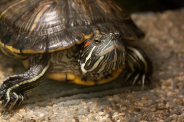 Isınmak için arazi üzerinde kaplumbağa çıktı