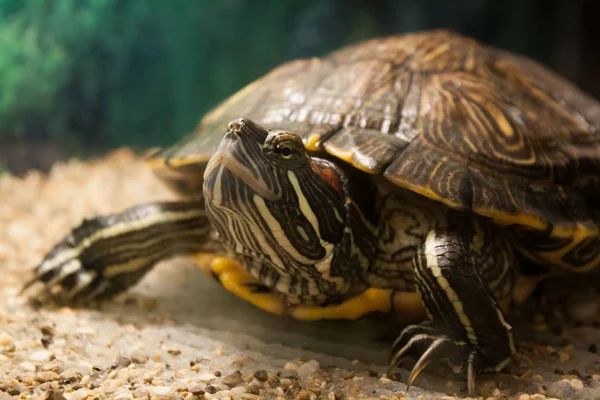 Isınmak için arazi üzerinde kaplumbağa çıktı