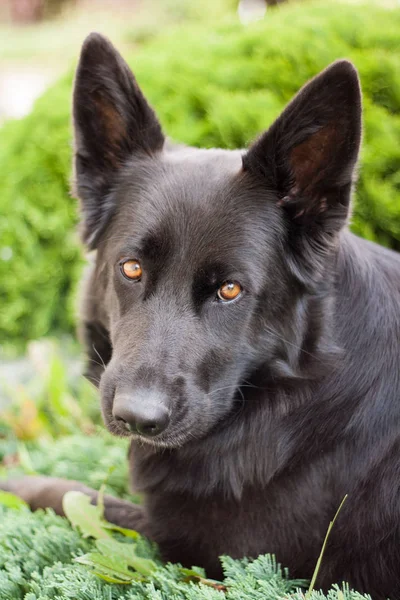 Black German Shepherd Lying Grass — Stock Photo, Image