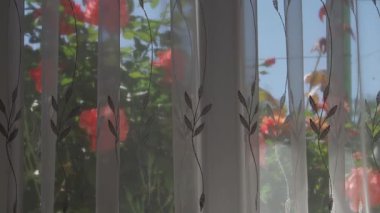 Pembe gül pencere dışında bir perde ile kapadı.