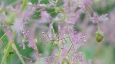 Sıradışı güzel çiçek dalgalar üzerinde Rüzgar.