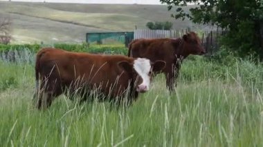 İki calfs bir çayır on sıyrılmak.