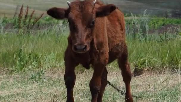 Le veau est brouté sur une prairie verte .