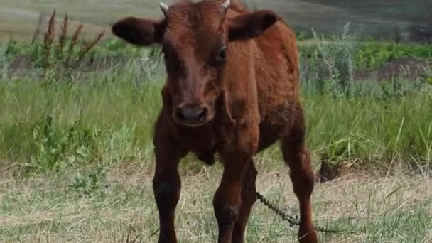 Het kalf is geweid op een groene weide. — Stockvideo