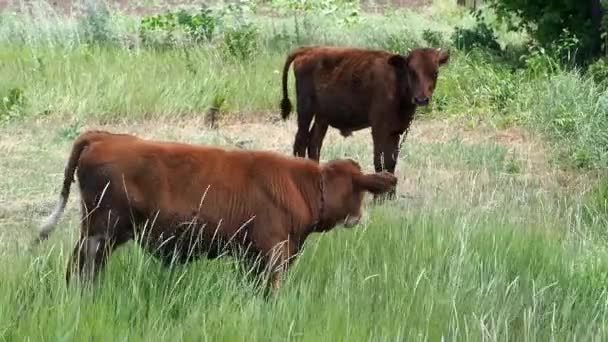 Dos terneros son rozados en un prado . — Vídeo de stock