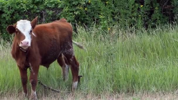 Het kalf is geweid op een groene weide. — Stockvideo