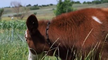 buzağı yakın çekim.