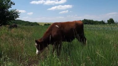 Toyelenok maliyetlerinde bir çekim merkezi bir çayır.