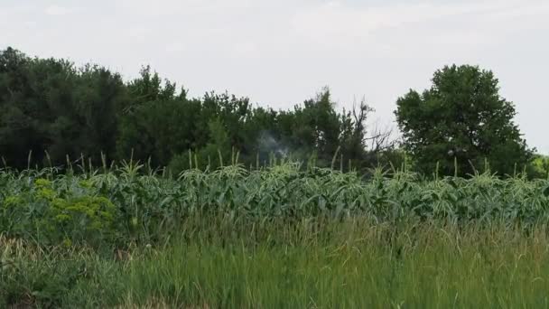 Kukurydza jest podlewać. — Wideo stockowe