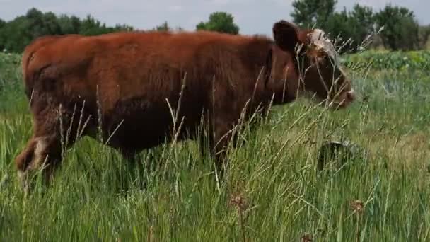 Le veau lèche les lèvres et mange une herbe. Gros plan .