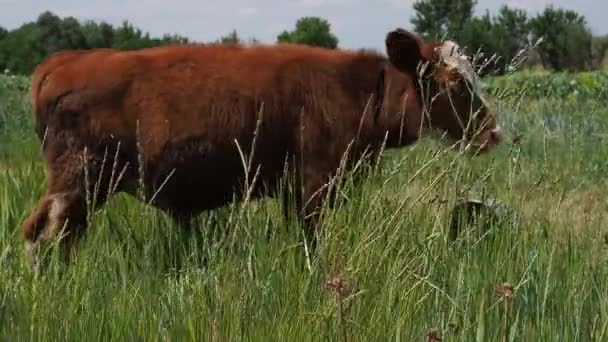 Het kalf likt lippen en een gras eet. Close-up. — Stockvideo