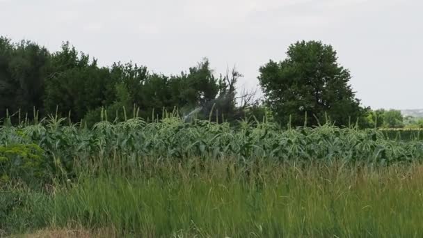 Kukuřice je napojena. Typ zahrady. — Stock video