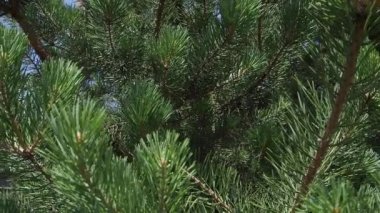 Çam dalı dalgalar üzerinde rüzgar. Yakın çekim. Bir çam dalları yumuşak dalgalar el salla. Çeşitli ağaçlar.