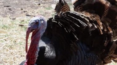 Türkiye'nin bahçesinde sesler devam ediyor. Bir boyun uzanan bir çiftlikte gurur duymaktadır güzel büyük kümes hayvanları gider.