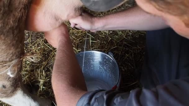 Homem Ordenha Uma Vaca Pessoa Galpão Uma Fazenda Recebe Leite — Vídeo de Stock