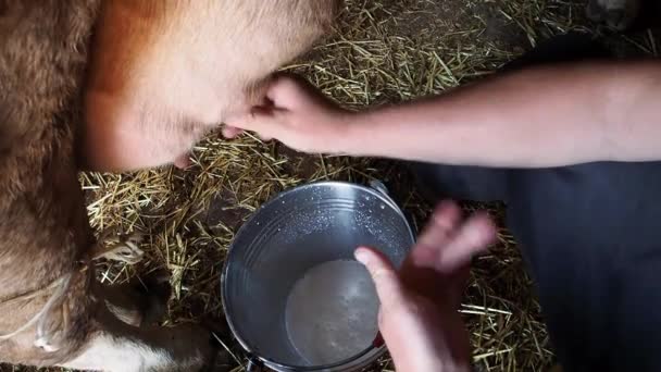 Muž dojí krávu. Zblízka. Osoba v kůlně na farmě dostane mléko od krávy.