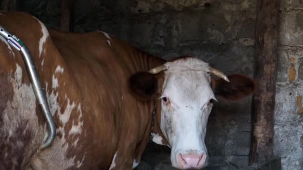 Kostet Die Braune Kuh Stall Schaut Uns Das Große Gehörnte — Stockvideo