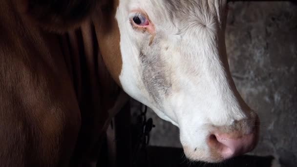 Hocico Vaca Acercan Gran Animal Con Cuernos Sobre Fondo Oscuro — Vídeo de stock