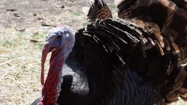 Туреччина Виходить Двір Кричить Красиві Великі Птиці Він Пишається Тим — стокове відео