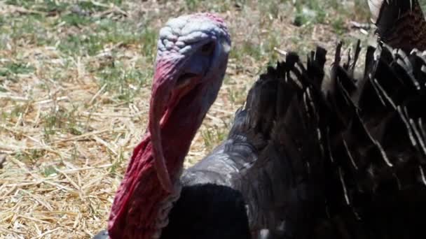 トルコは 庭に行きます クローズ アップ それは誇りに思って 美しい大きな養鶏行くファームでは 首を拡張します — ストック動画