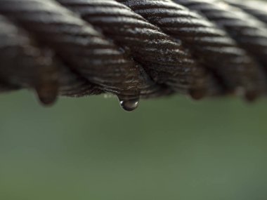 Metal halat yağmur damlaları bahçe içinde parlayan bir tam görünümü kapatın. Gün ışığı yağmur damlaları ile pırıl pırıl bitki dalı. Metal ip yağmur sonra. Arka plan bulanık. Yumuşak seçici odak