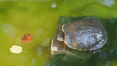 Taştan çıkan kaplumbağa suya atlar ve yüzer. Zırhlı hayvan sağdan sola suyla hareket eder. Yavaş çekim yakın çekim..