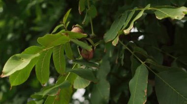 Ağaçta ceviz. Rüzgar esiyor. Yavaş hareket. Çok fazla yeşil yaprak var. Güçlü ağaç gövdesi. Güneş ışığı.