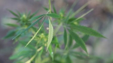 Yeşil bitki esrar. Yeşil kenevir bitki ile takip, yumuşak yaz esintiyle sallanan bırakır. Moutin yavaş, yakın çekim.