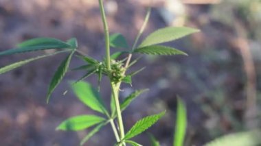 Yeşil bitki esrar. Aşağıdan kamera hareketi. Yeşil kenevir bitki ile takip, yumuşak yaz esintiyle sallanan bırakır. Yavaş hareket, yakın çekim.