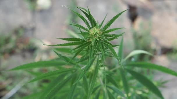 Marijuana Végétale Verte Haut Une Fleur Plantes Chanvre Vert Avec — Video