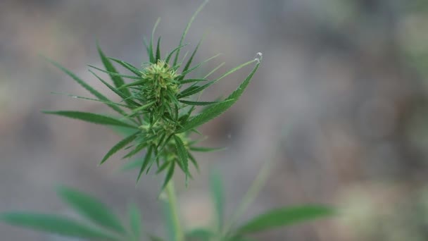 Πράσινο Φυτό Μαριχουάνα Κορυφή Του Ένα Λουλούδι Πράσινο Κάνναβης Φυτών — Αρχείο Βίντεο