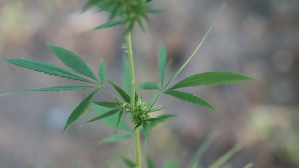 Groene Plant Marihuana Groene Hennep Planten Met Stalken Laat Swingen — Stockvideo
