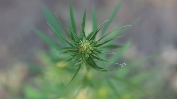 Planta Verde Marihuana Arriba Una Flor Plantas Cáñamo Verde Con — Vídeo de stock