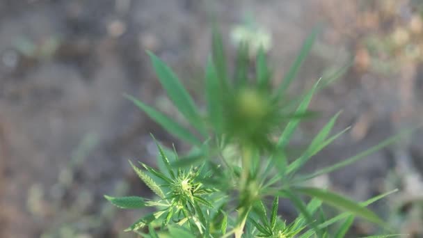 Grüne Pflanze Marihuana Spitze Einer Blume Grüne Hanfpflanzen Mit Stiel — Stockvideo