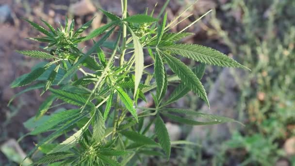 Green Plant Marijuana Close Green Hemp Plants Stalk Leaves Swinging — Stock Video