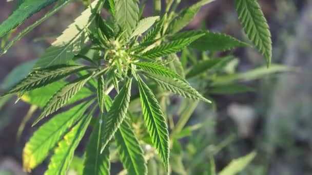 Zelených Rostlin Marihuany Zblízka Zelená Konopí Rostliny Stonek Listy Houpání — Stock video